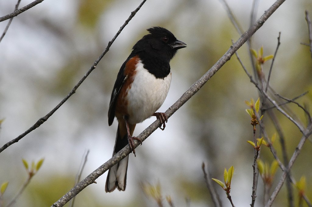 Towhee, Eastern, 2017-05085522 Parker River NWR, MA.JPG - Eastern Towhee. Parker River National Wildlife Refuge, MA, 5-8-2017